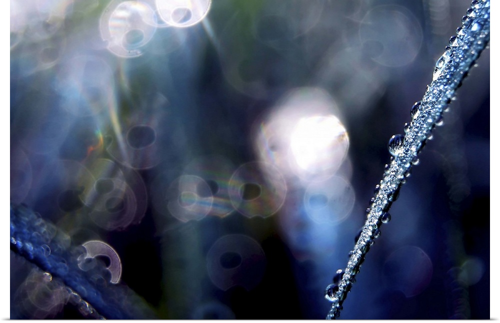 Nature's Diamonds - Close up of grass and morning dew with blue light and bokeh.