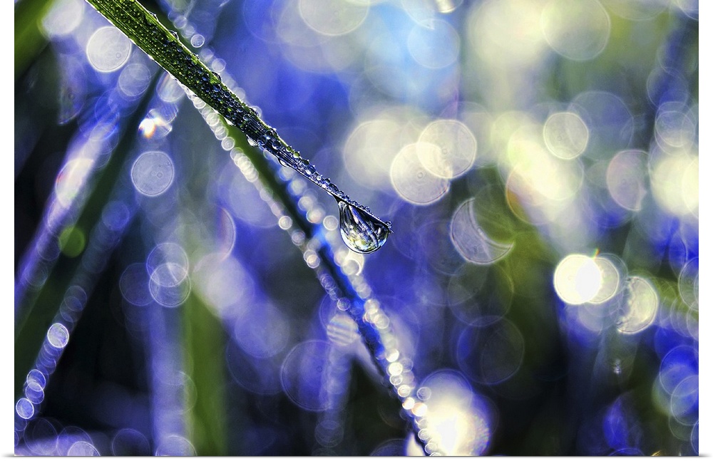 Nature's Diamonds - Close up of droplets of dew on grass against blue background with bokeh.