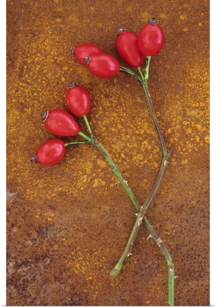Two stems of Dog rose or Rosa canina lying with their ripe shiny red rosehips on rusty metal sheet