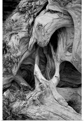 Driftwood Roots