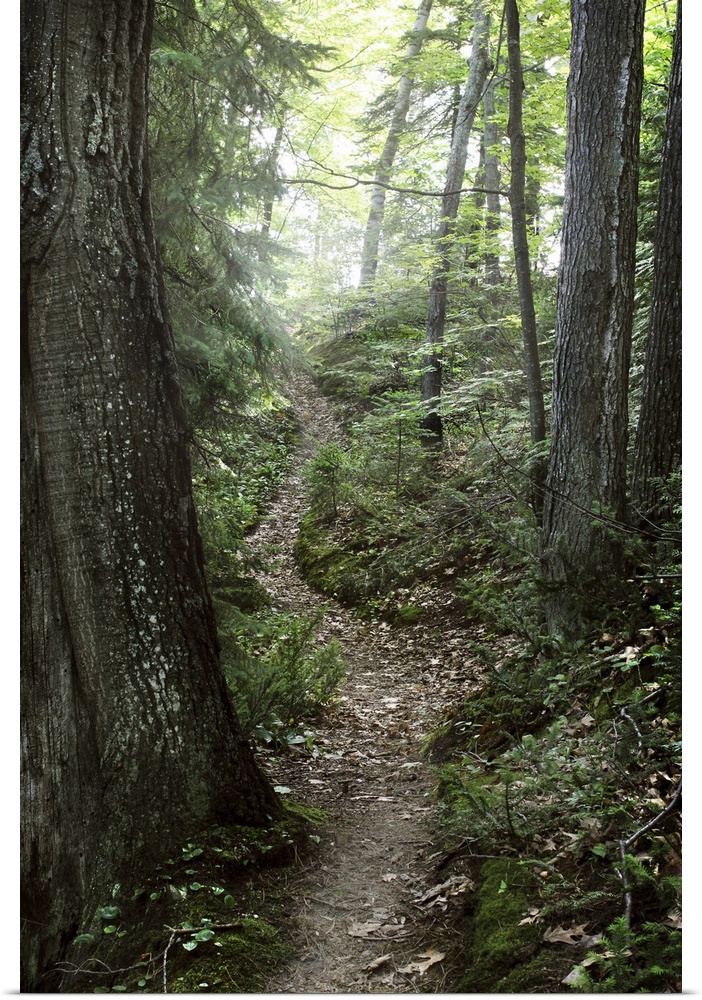 A winding trail covered in fallen leaves deep in a lush green sunny forest.