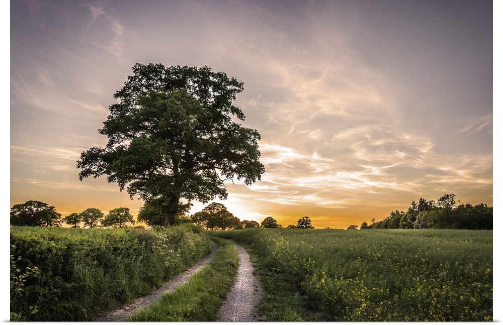 Sun setting over fields in the English countryside with a rural lane and oak tree.