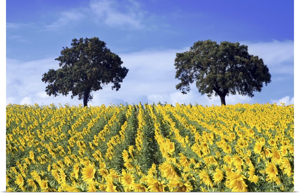 Andalusian landscape with cultivated sunflowers and remaining holm oaks from a former Mediterranean forest.