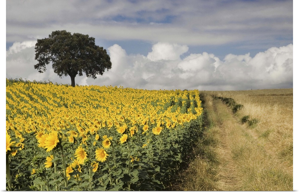 Andalusian landscape with cultivated sunflowers and remaining holm oaks from a former Mediterranean forest.