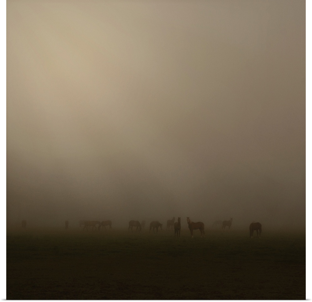 Horses at daybreak on a foggy morning, with beams of sunlight breaking through the clouds