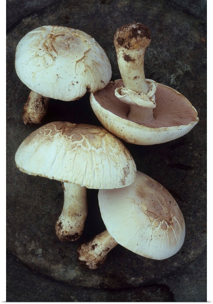 Four Field mushrooms or Agaricus campestris with earth still on their stalks lying on tarnished metal plate