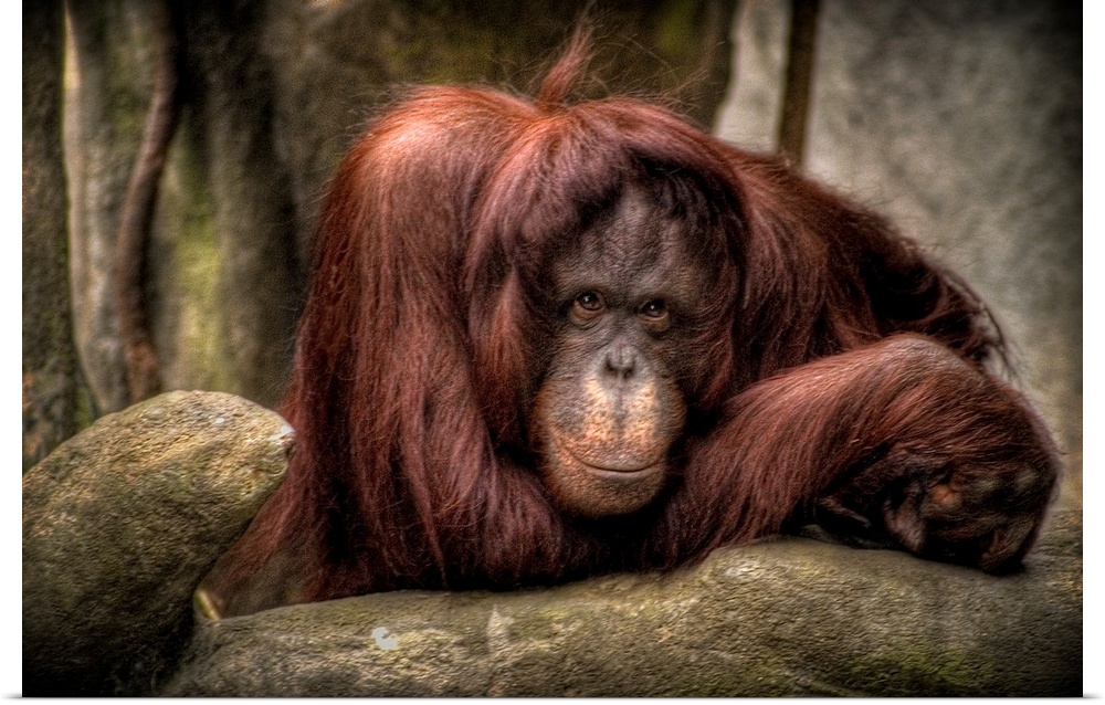 An Urangutang in a zoo looking dejected