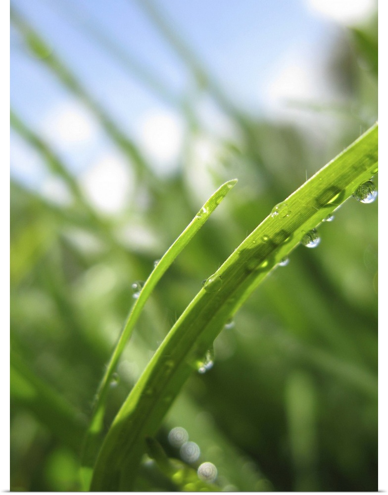 macro shot of grass with water droplets in summer sunlight