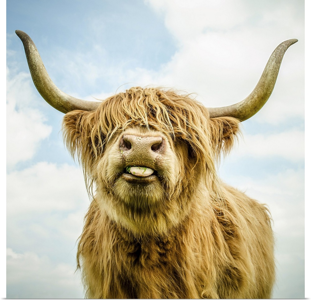 Highland cow with long horns.