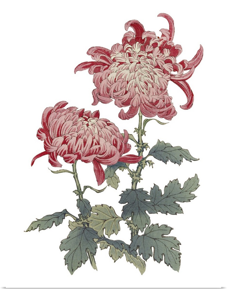 Originally an Illustration of decorative flowers.