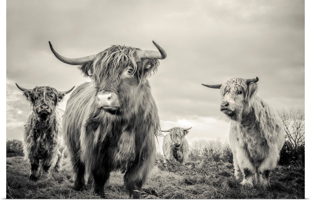 A horizontal photograph of four highland cattle in sepia tones. The shaggy-haired cows are standing in a remote grassy fie...