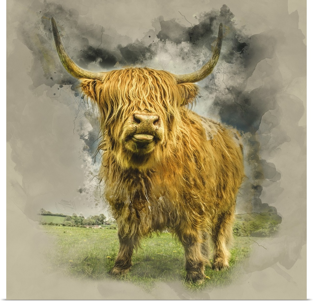 Close up of Highland cattle on a farm. England.