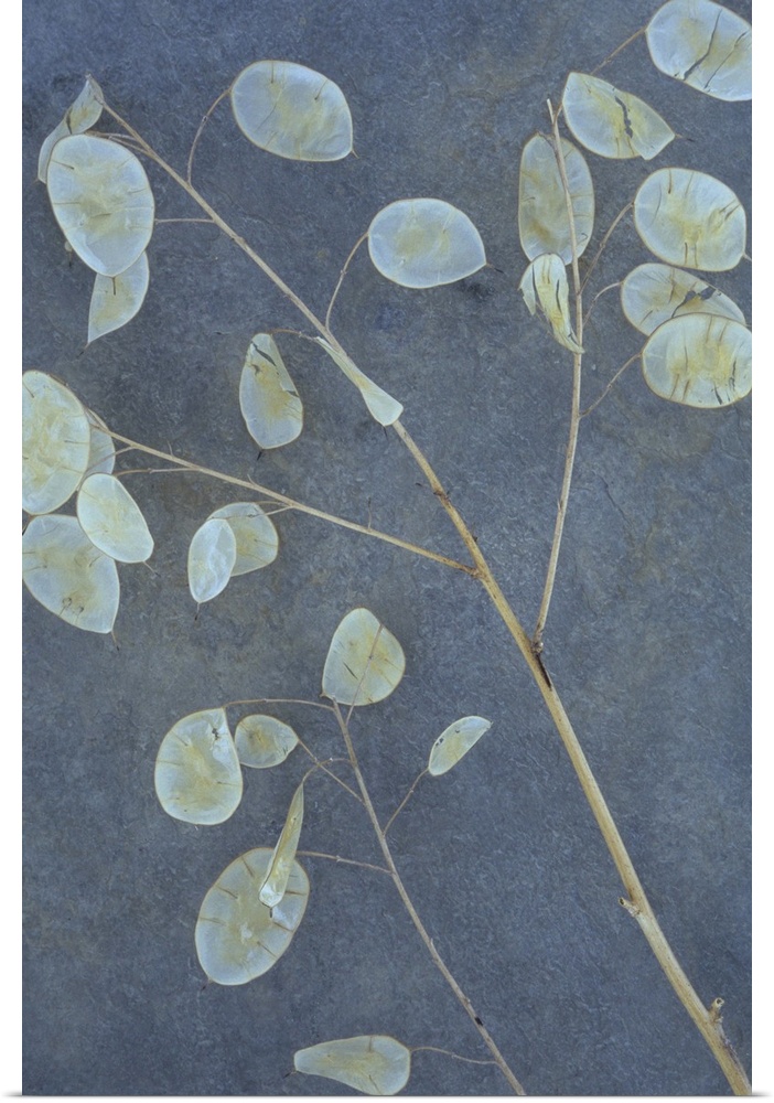 Two stems of Honesty or Lunaria with their dried flat silver discs for seedpods lying on grey slate