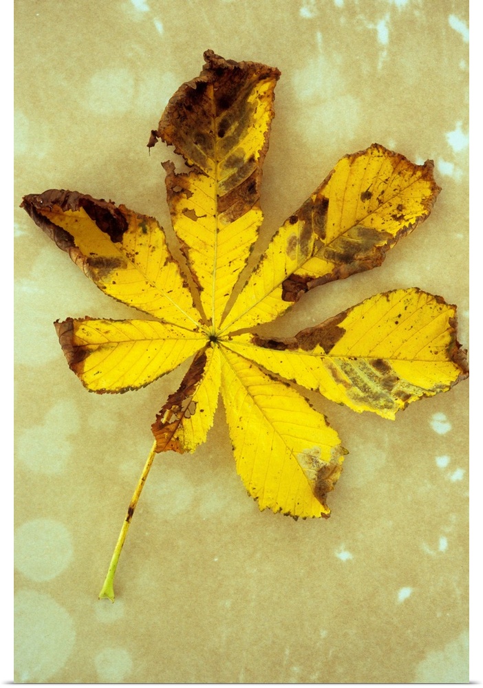 Yellow and brown autumn leaf of Horse chestnut or Aesculus hippocastanum tree lying on antique paper