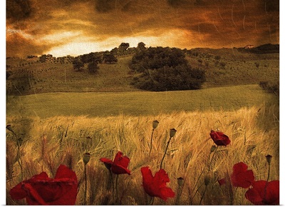 Italian countryside with red poppies