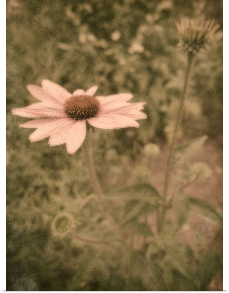 Close up of pink daisy in garden