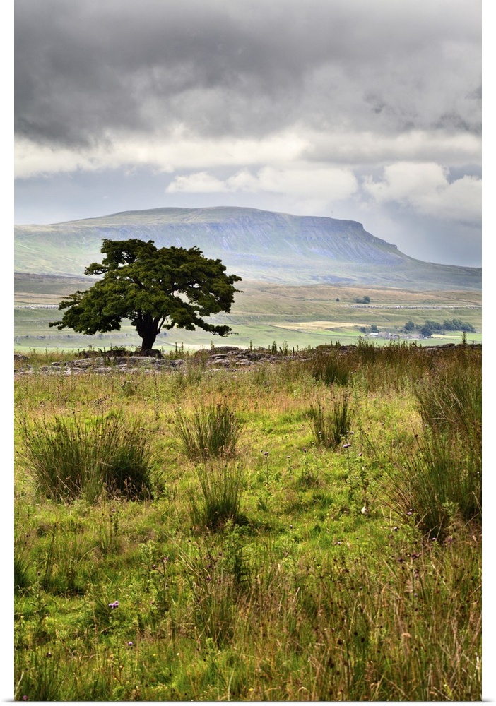 Lone Tree and Pen y Ghent from Gauber near Ribblehead, Yorkshire Dales, England.