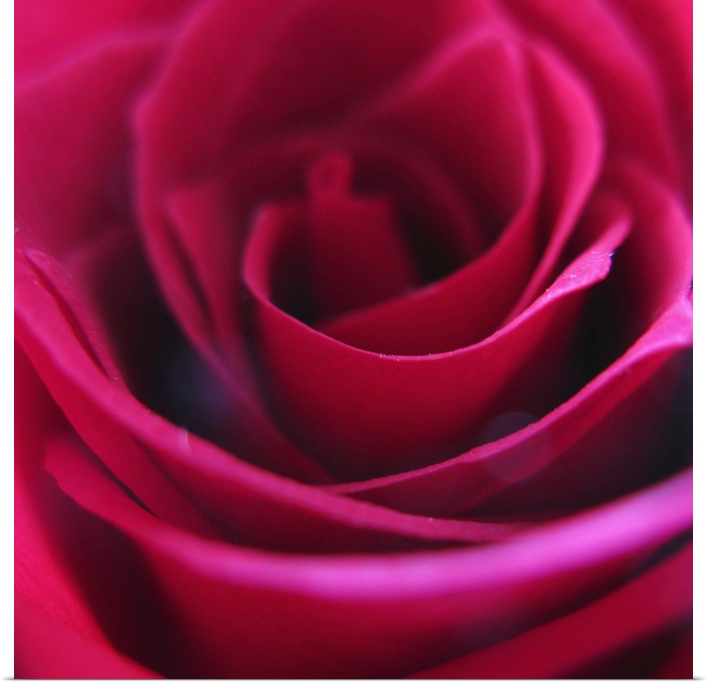 Macro of a red rose
