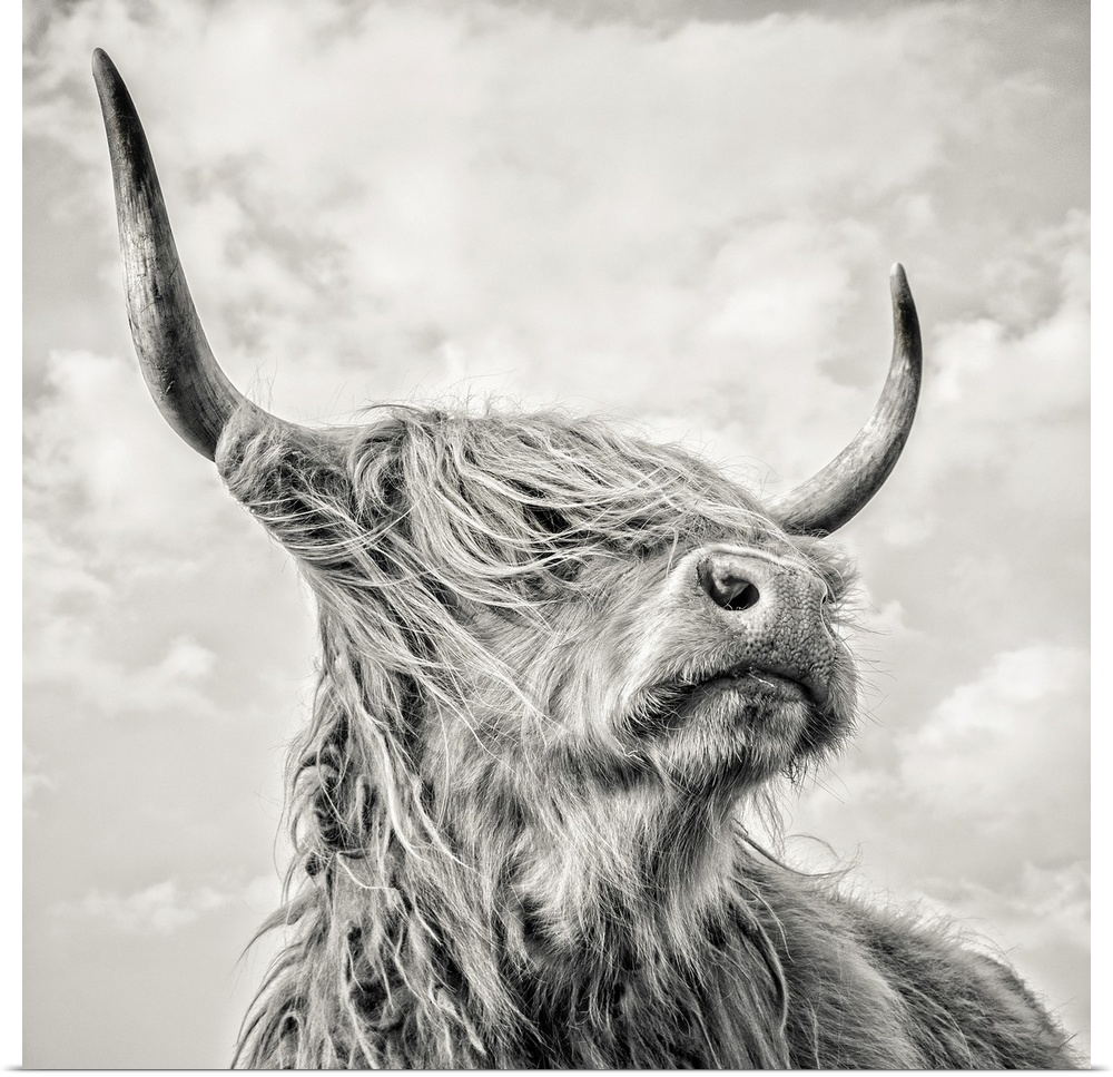 Highland cow with long horns.