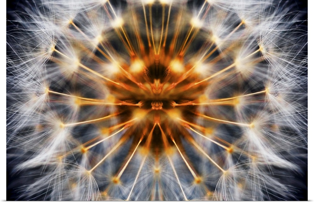 Dandelion Clock abstract mirrored to make a perfect dandelion.