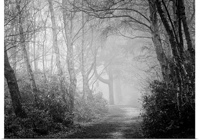 Misty Woods, UK