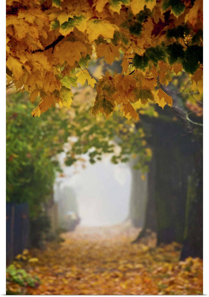 A foggy sidewalk and trees covered with autumn leaves.