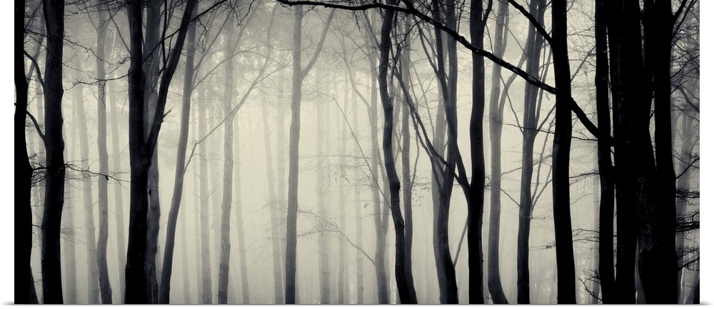 Trees in mist at dawn