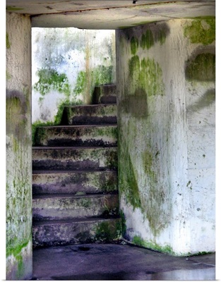 Mossy stairway