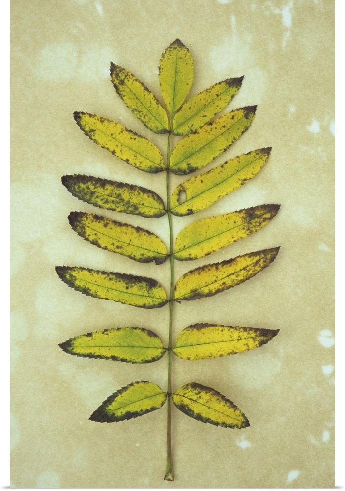Single sprig of yellow autumn leaves of Rowan or Mountain ash or Sorbus aucuparia lying on antique paper