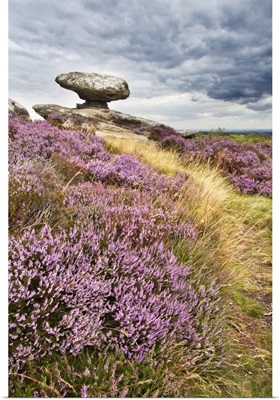 Mushroom Rock And Heather On Brimham Moor
