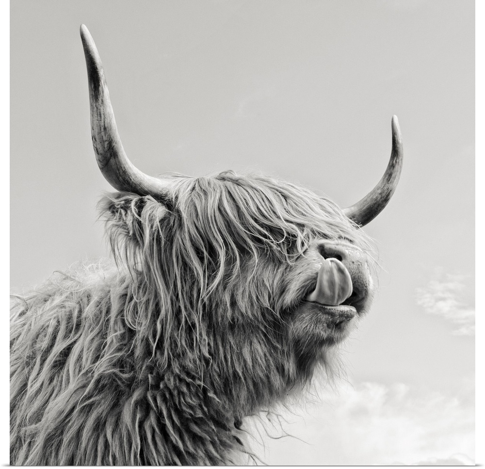 Highland cow with tongue.