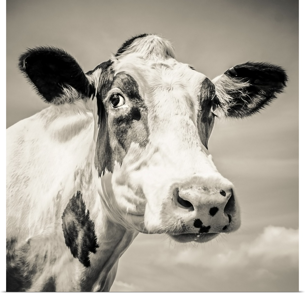 Fresian cow close up. England.