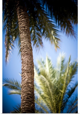 Palm trees, Seville, Spain