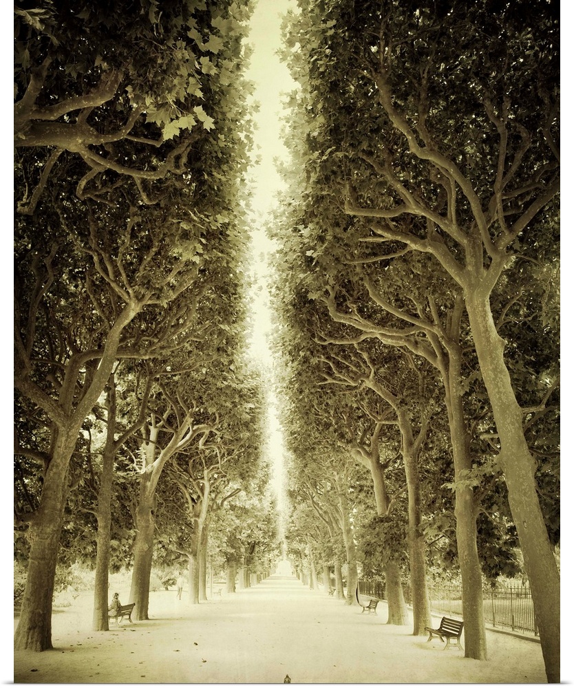 Sepia toned photograph of the alley of trees in front of the Jardin des Plantes in Paris, France.