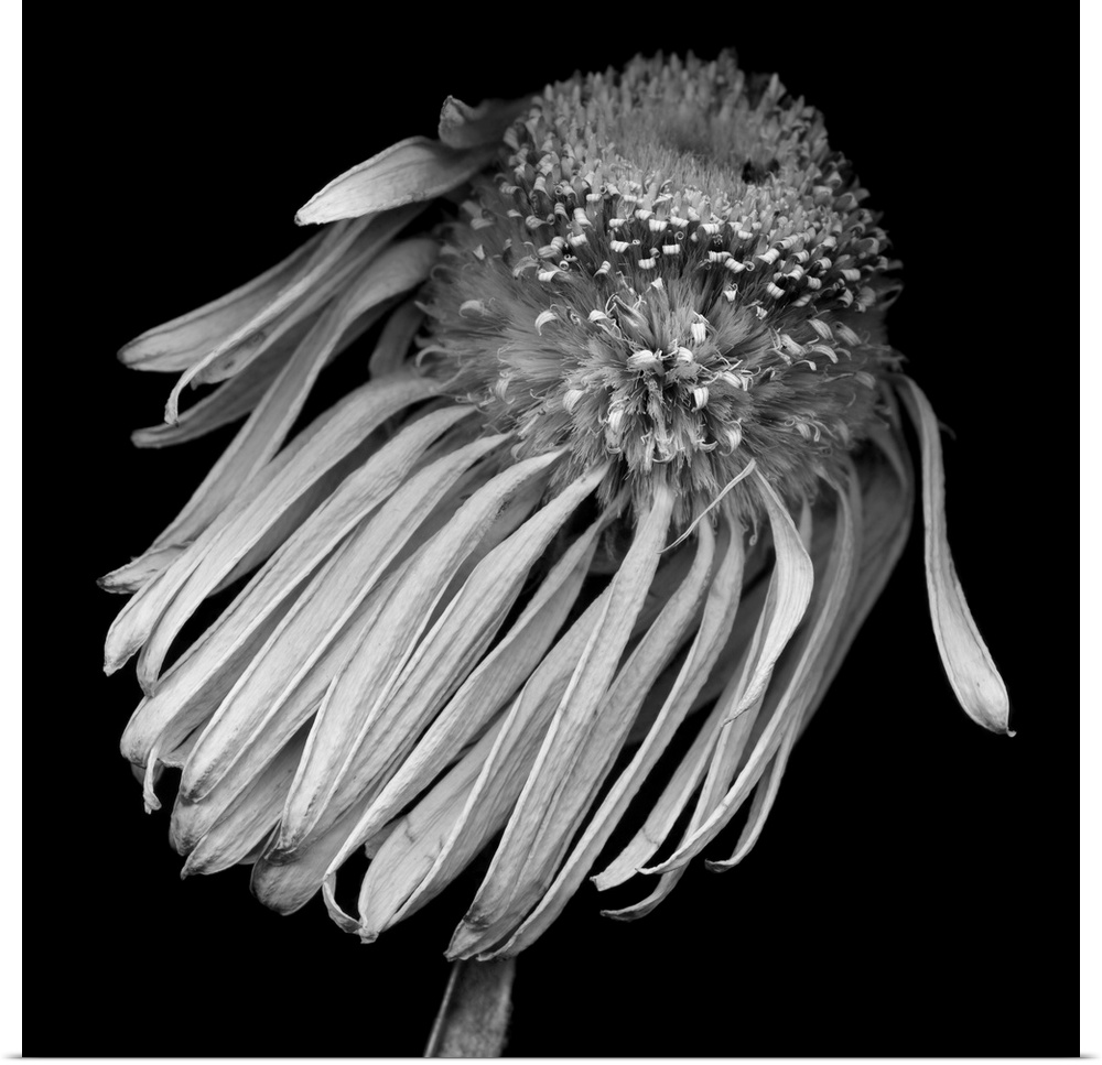Monochrome daisy botanical on black background