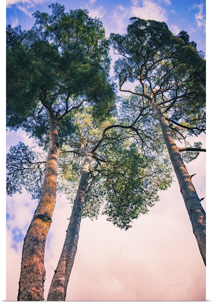 Low view of pine trees looking up towards blue sky in landscaped gardens in autumn in East Sussex, England.