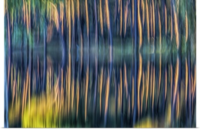 Pine Trunks Reflected On A Pond