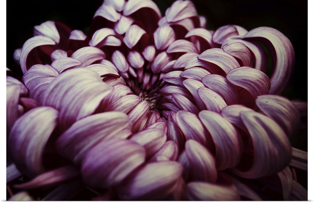 Close up of a pink Chrysanthemum against a black background.