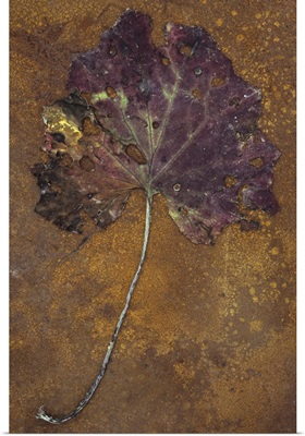Purple and green leaf of Tussilago farfara lying with its stalk on rusty metal sheet