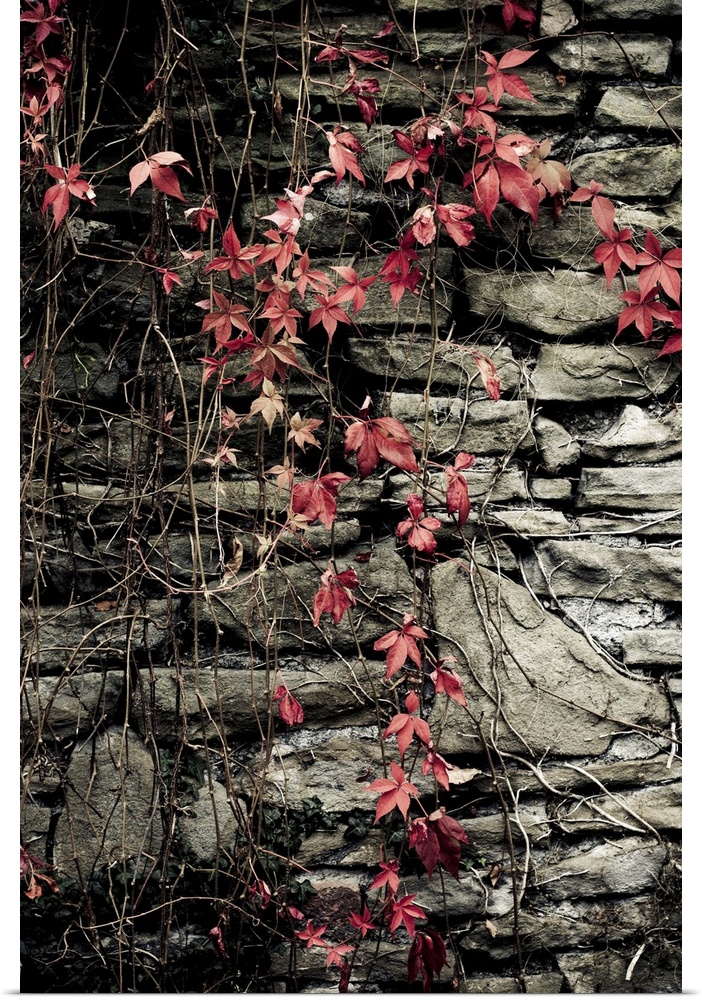 Red flowers on stone wall