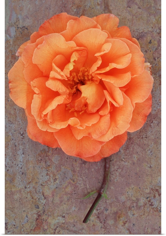 Single orange bloom of Rose or Rosa Sallys lying with its stem on marbled slate with pink tone