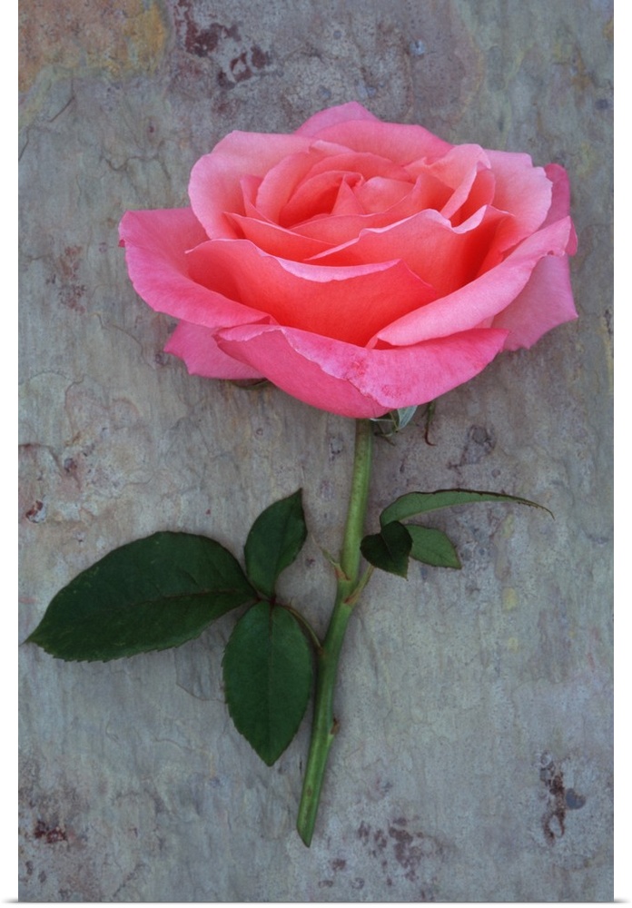 Single pink bloom of Rose or Rosa Lovely Lady lying with its stem on marbled slate with pink tone