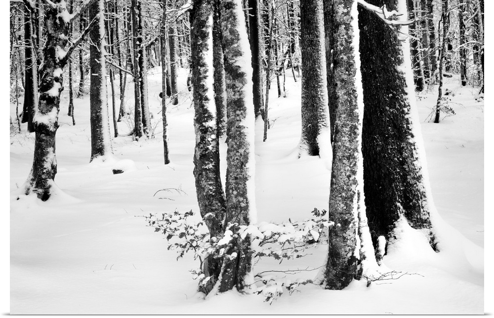 Trees with blown snow attached to one side of the bark