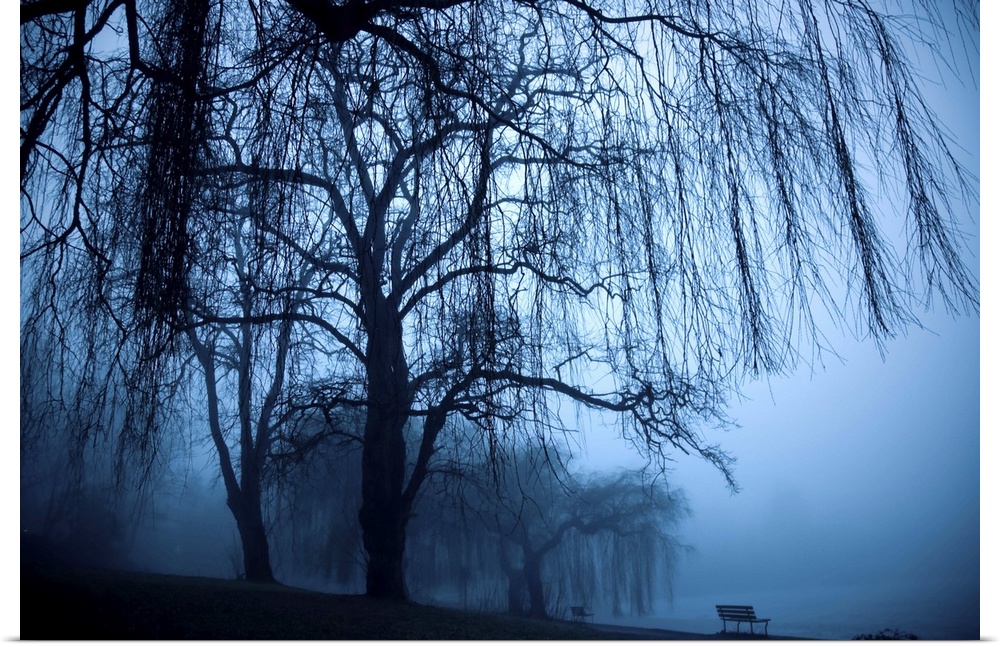 Two benched and weeping willow trees in the fog at Lost Lagoon.
