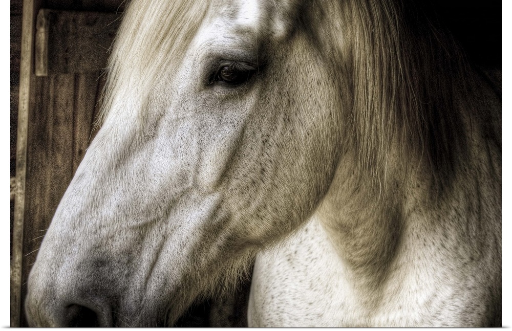 The left side of a horses head is photographed very closely as it stands in a stable.