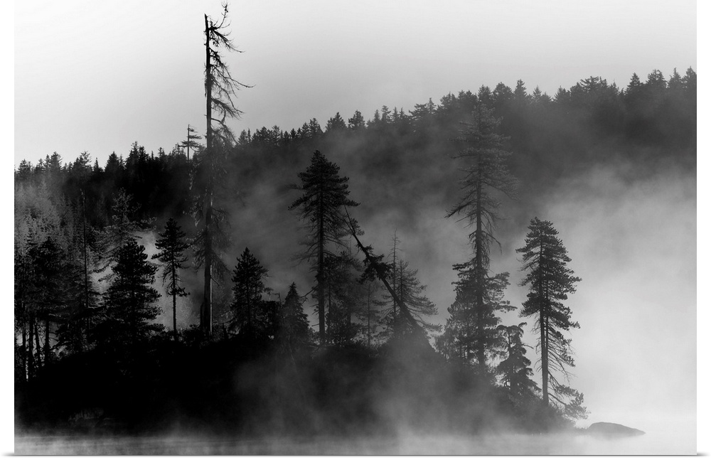 A small island of trees on a lake covered in mist.