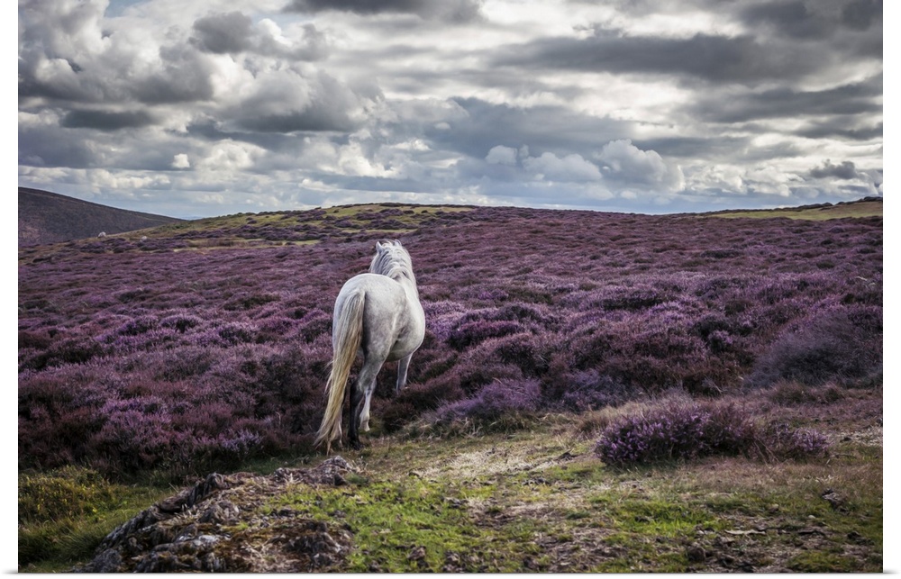 White horse alone in remote landscape with purple heather.