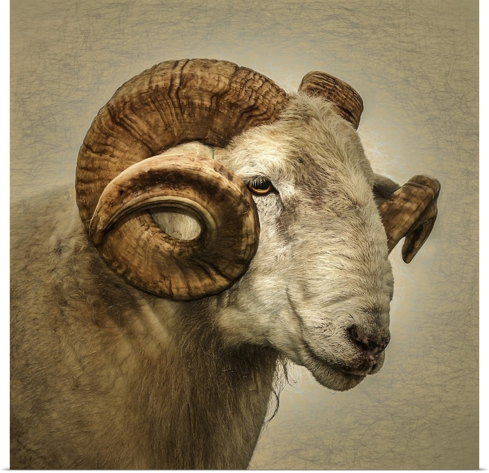 Close up portrait of a majestic ram with large horns.