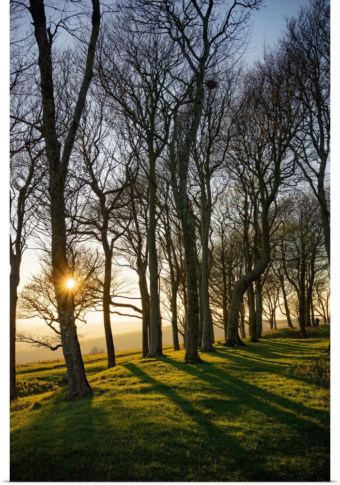 The winter sun setting behind trees at Chanctonbury Ring on the South Downs in west Sussex, England.