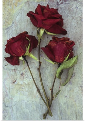 Three dried deep red roses with their stems and leaves on marbled slate stone